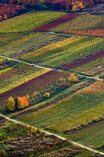 Wein und Kulinarisches in Bremm