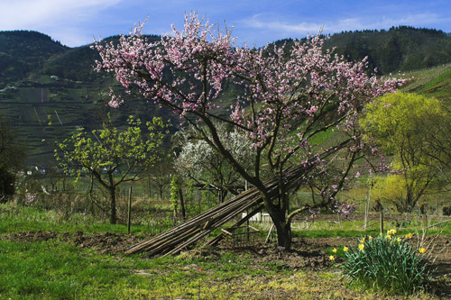 Weinbergpfirsichbluete Calmont